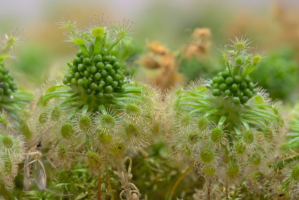 Zwergsonnentaue mit Brutschuppen