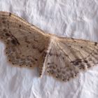 Zwergspanner (Idaea dimidiata)