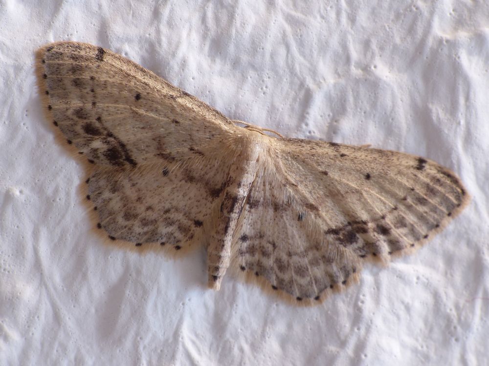 Zwergspanner (Idaea dimidiata)