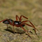 Zwergspinne 3mm mit Teleskopaugen