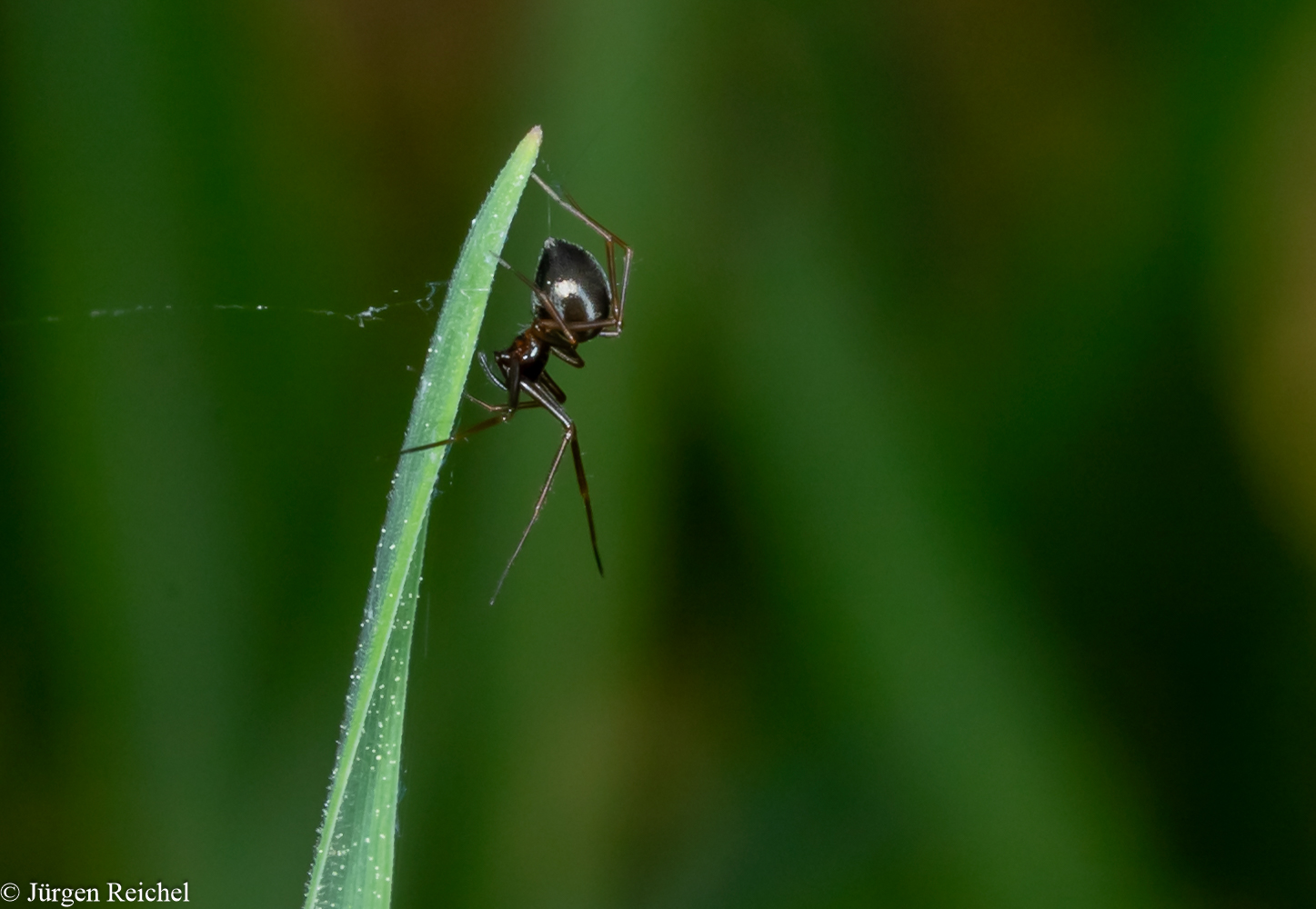 Zwergspinne (Erigone indet.) 