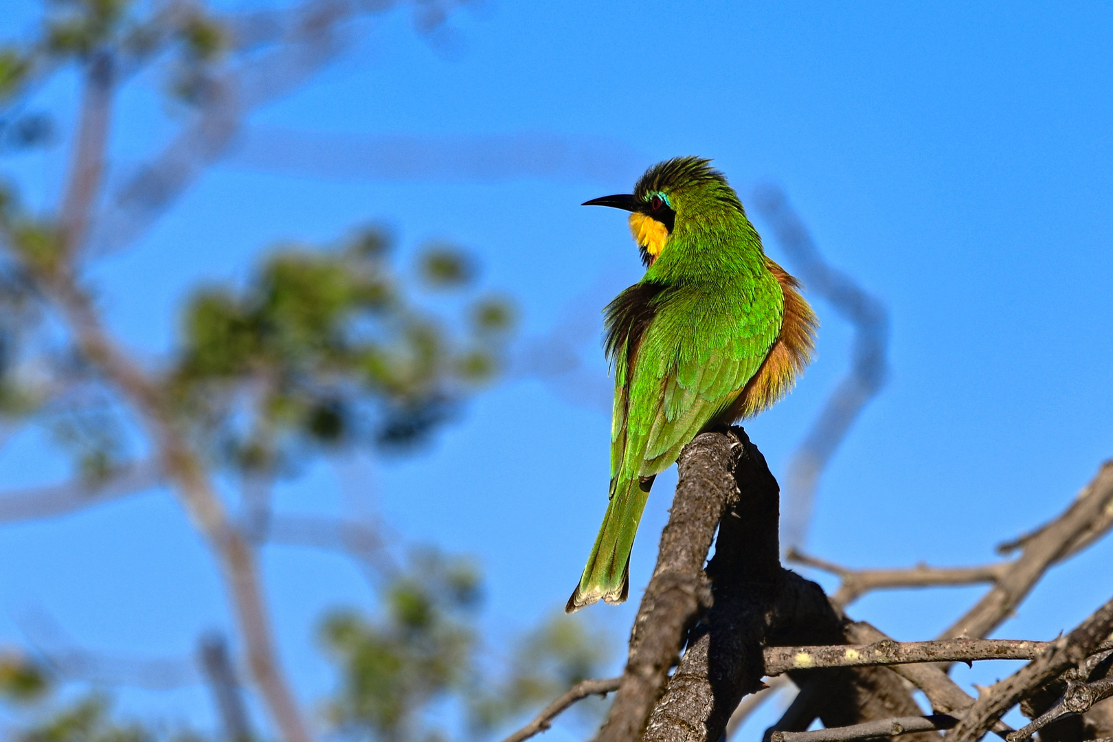 Zwergspint Kruger Nationalpark bei Sirheni