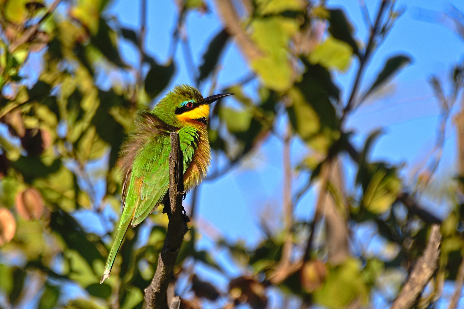 Zwergspint Kruger Nationalpark Sirheni