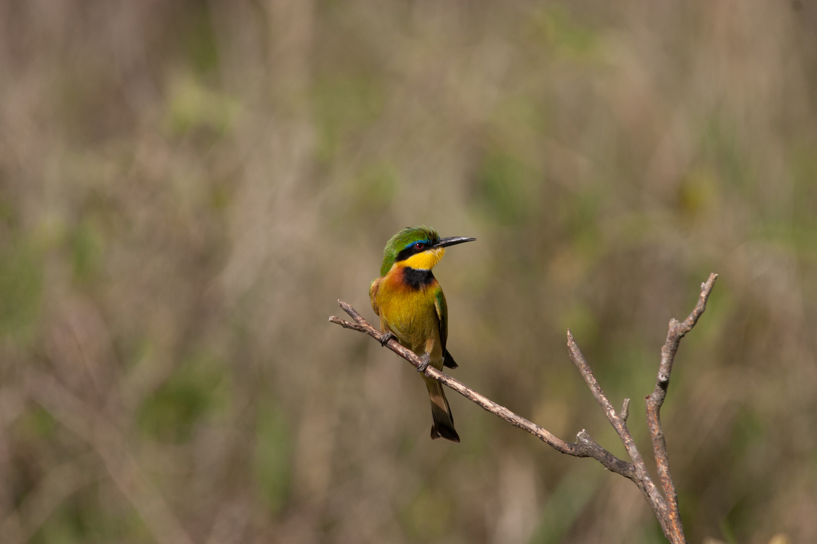 Zwergspint (Little bee-eater)