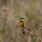 Zwergspint (Little bee-eater)