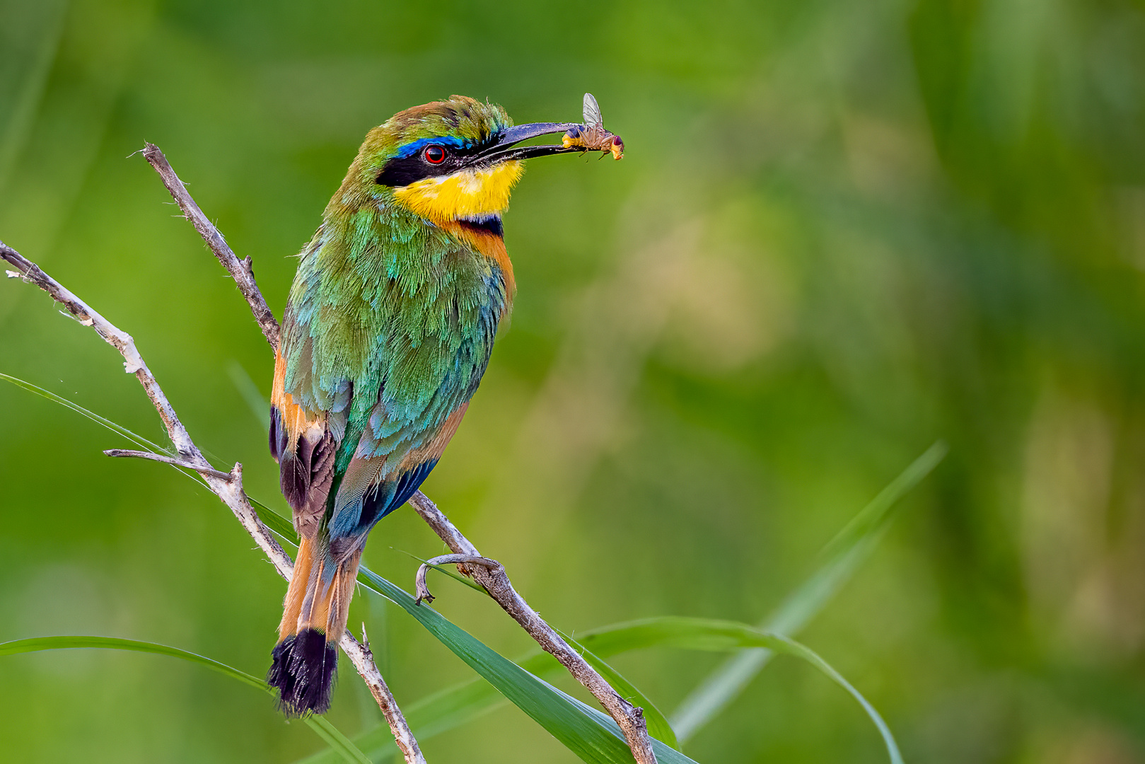 Zwergspint (Little Bee-eater)