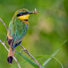 Zwergspint (Little Bee-eater)