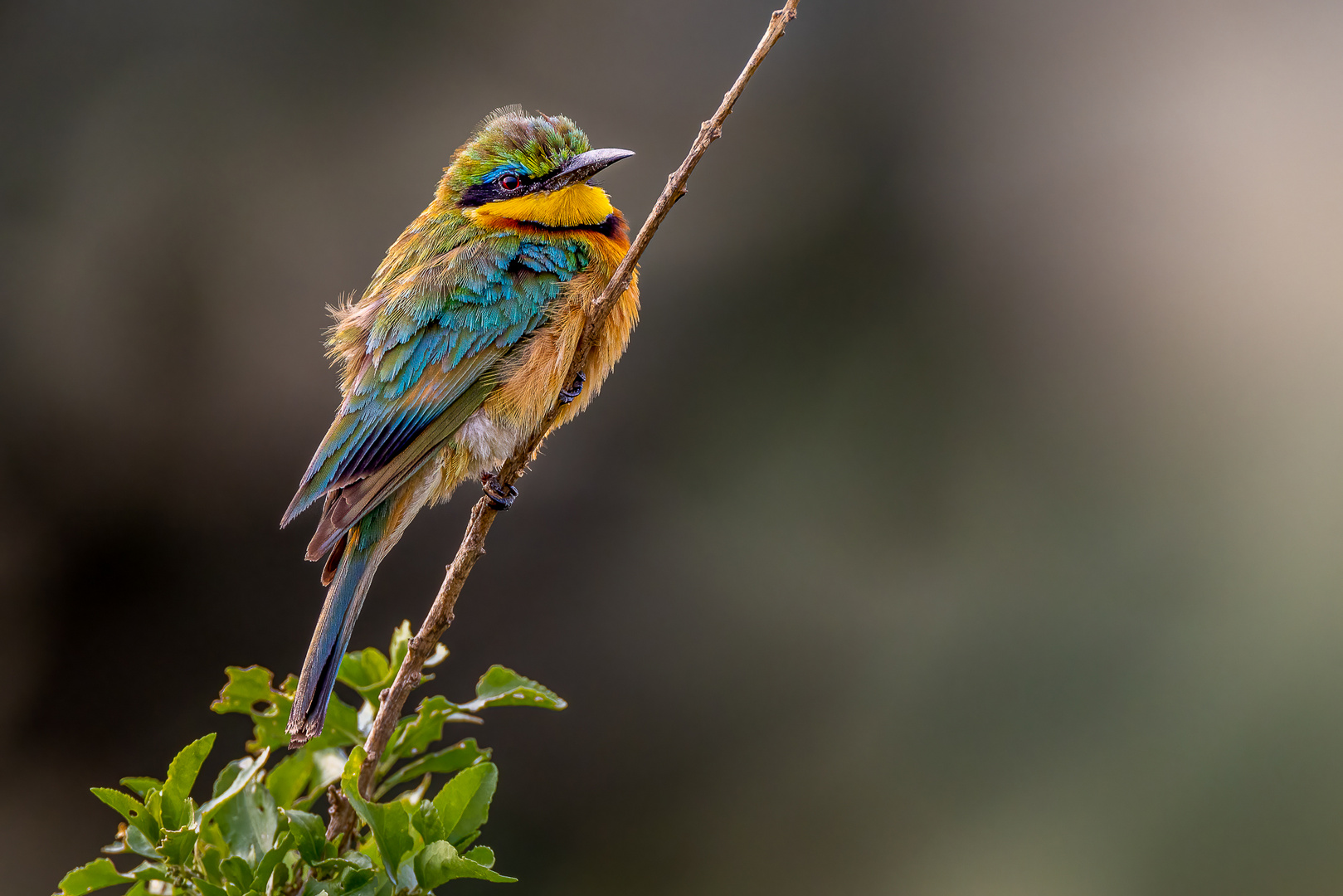 Zwergspint (Little Bee-eater)