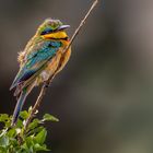 Zwergspint (Little Bee-eater)