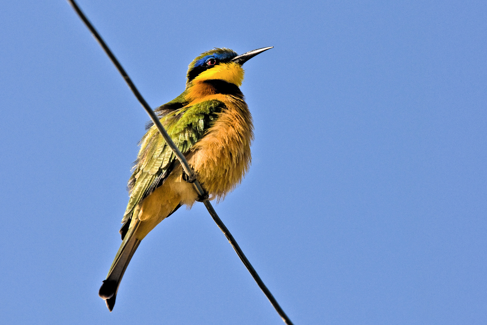 Zwergspint (Merops pusillus) Äthiopien