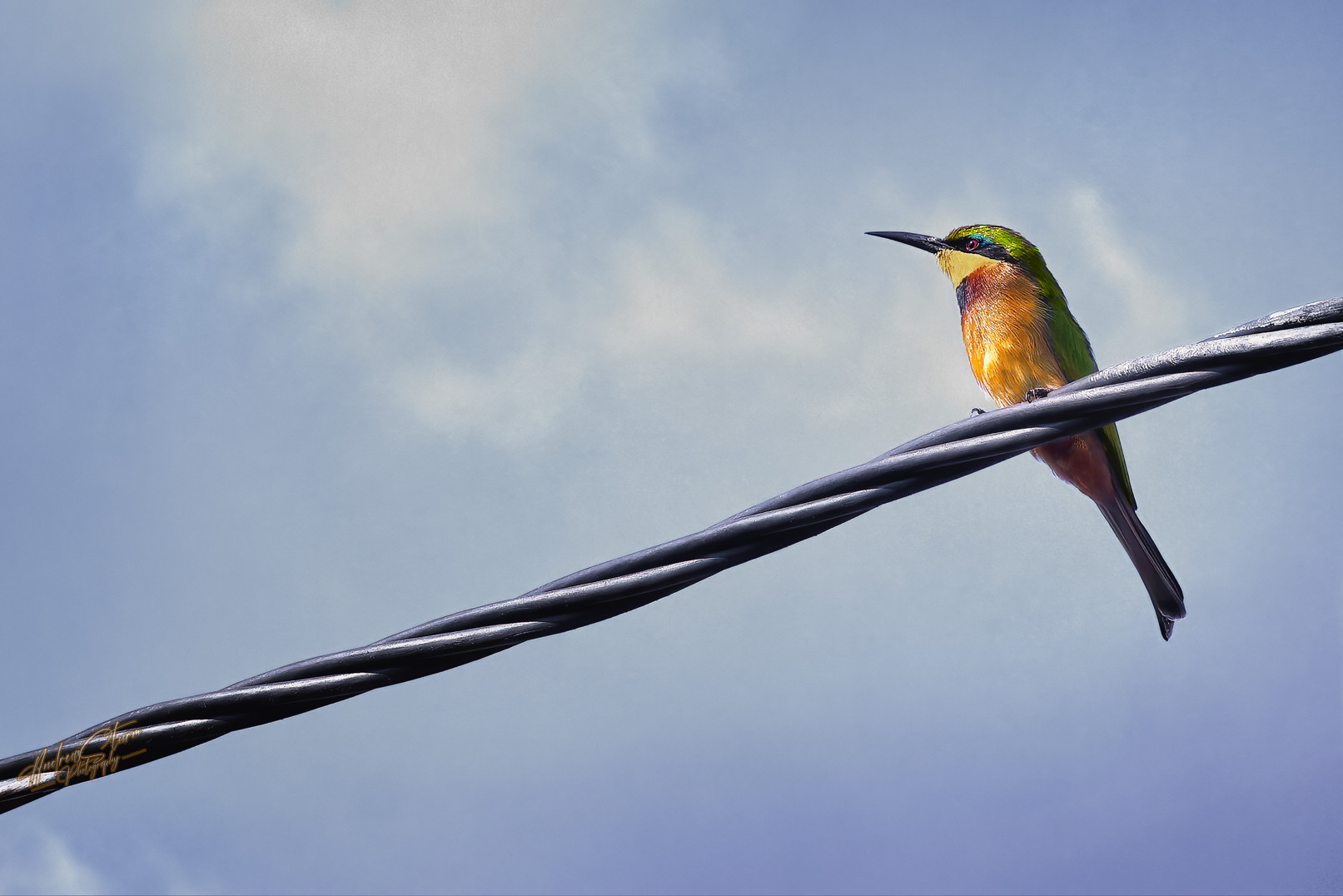 Zwergspint (Merops pusillus) Foto & Bild africa, central africa