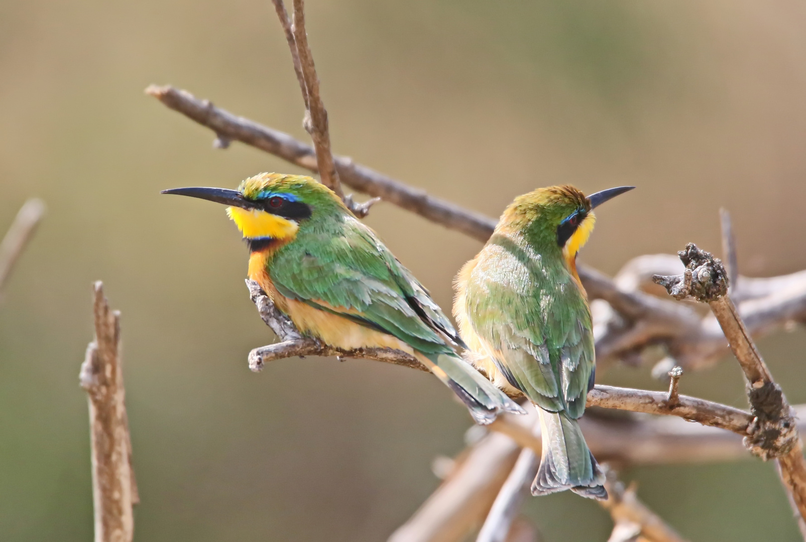 Zwergspint,Little Bee-eater