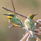 Zwergspint,Little Bee-eater