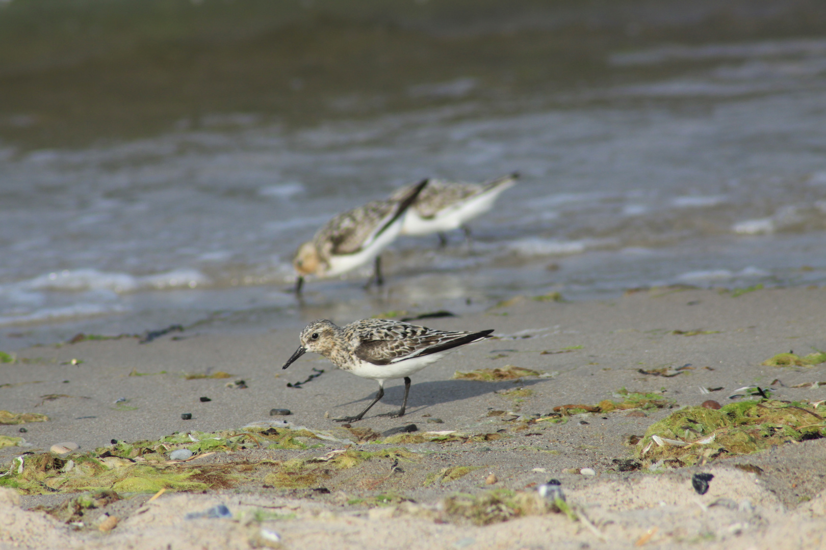 Zwergstrandläufer an der Ostsee