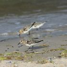 Zwergstrandläufer an der Ostsee