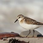 Zwergstrandläufer ( Calidris minuta )