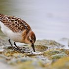 Zwergstrandläufer Calidris minuta, in der Stampf