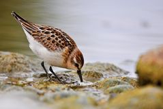 Zwergstrandläufer Calidris minuta, in der Stampf