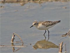 Zwergstrandläufer