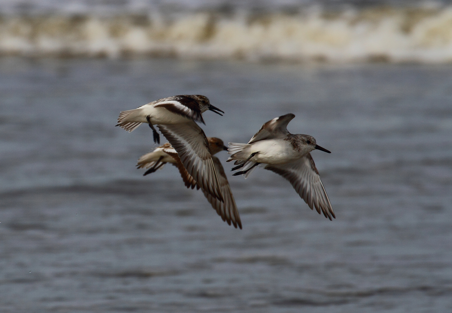 Zwergstrandläufer im Flug