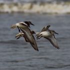 Zwergstrandläufer im Flug