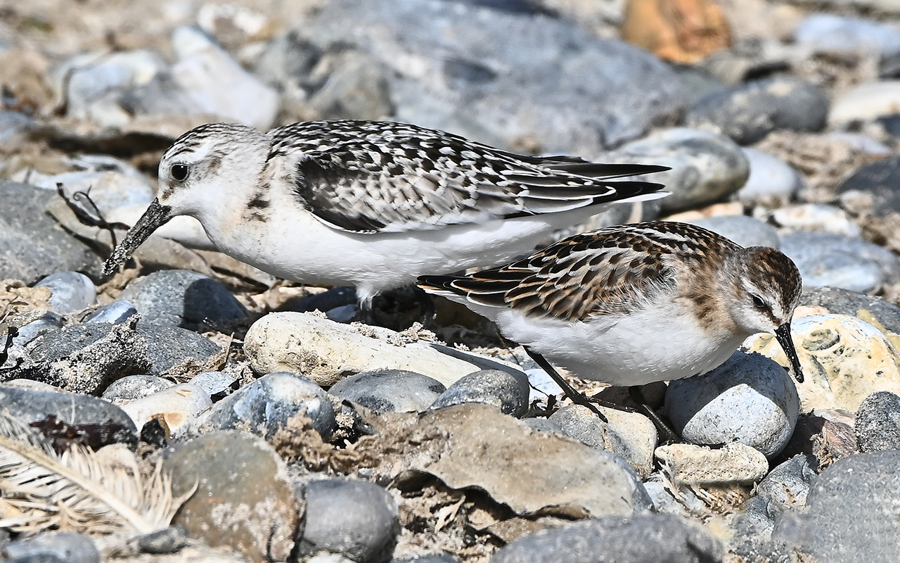 Zwergstrandläufer & Sanderling 