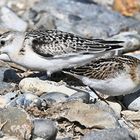 Zwergstrandläufer & Sanderling 