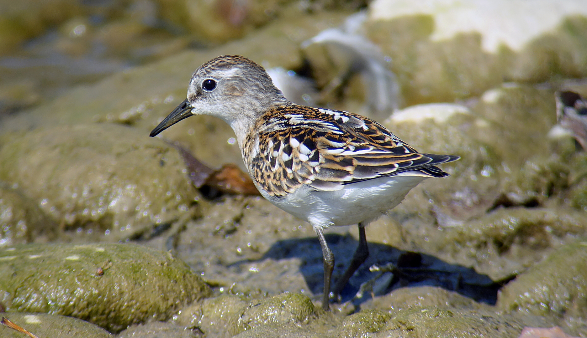 Zwergstrandläufer, September, Schweiz