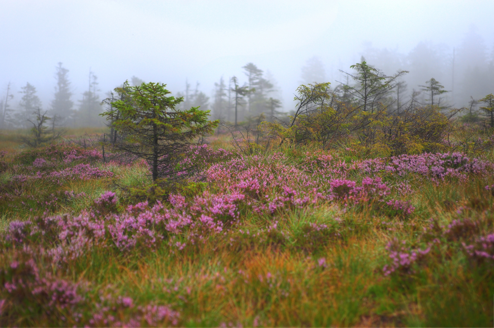 Zwergstrauchheide