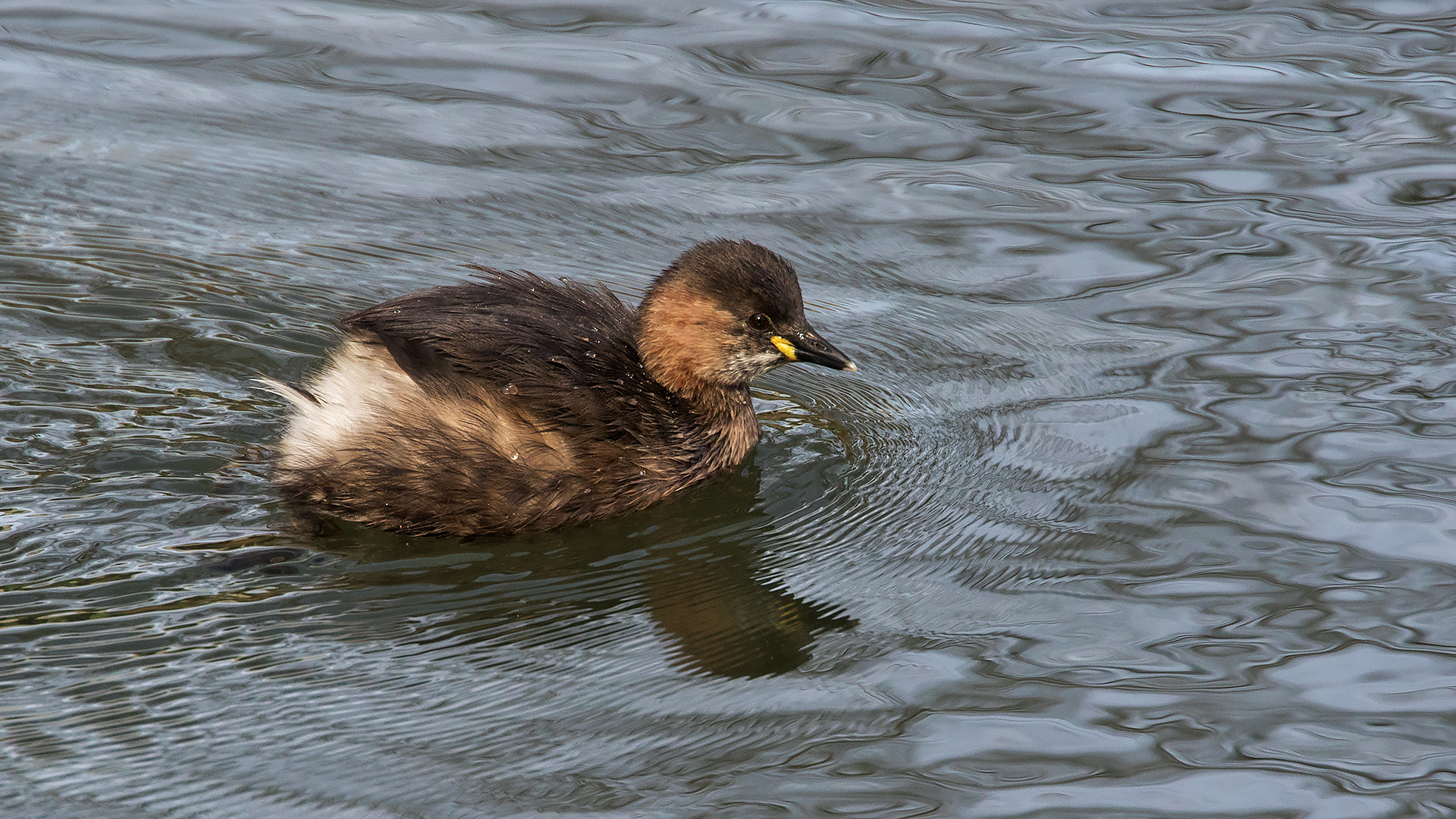 Zwergtaucher 002