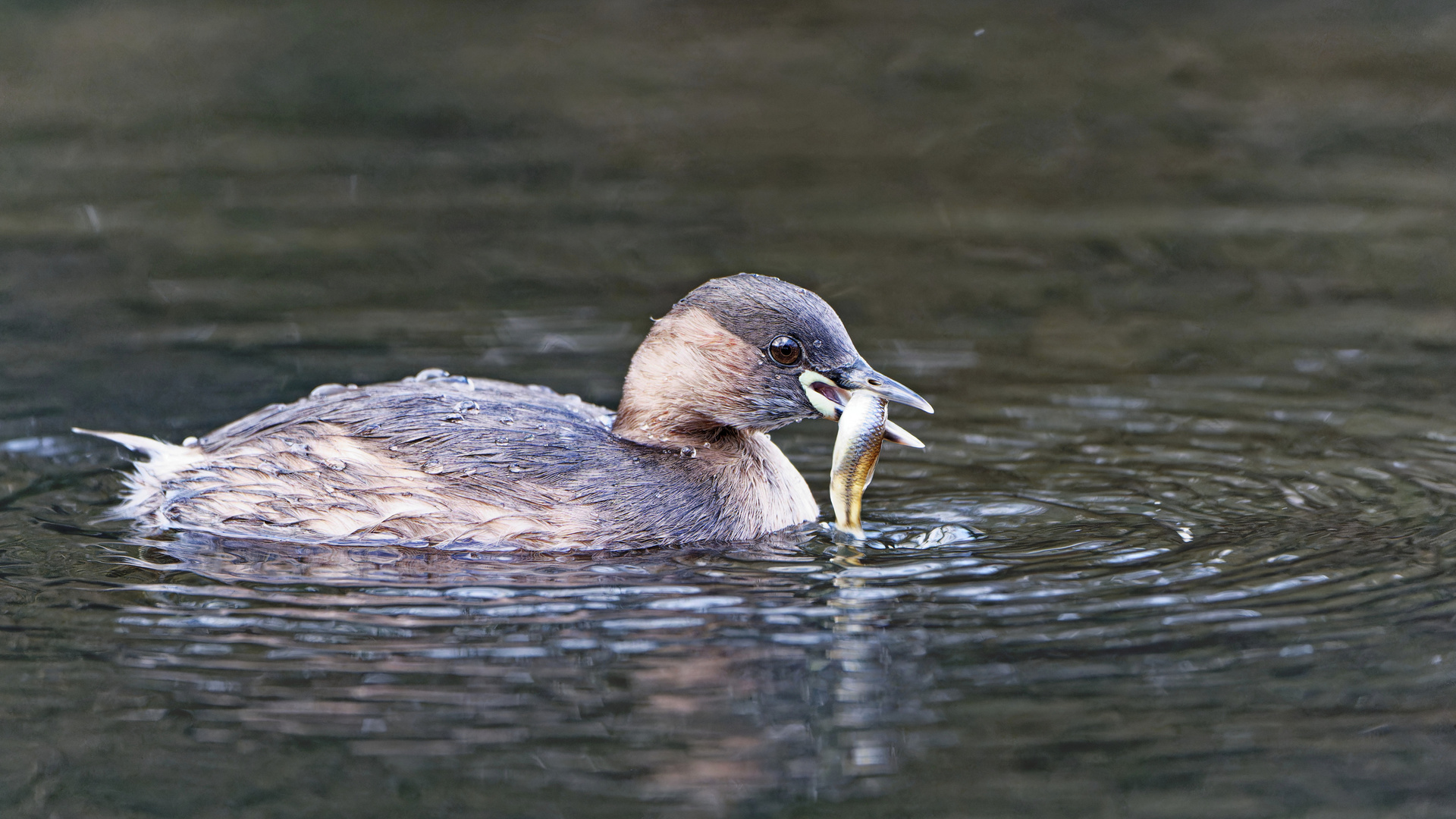 Zwergtaucher 03