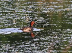 Zwergtaucher