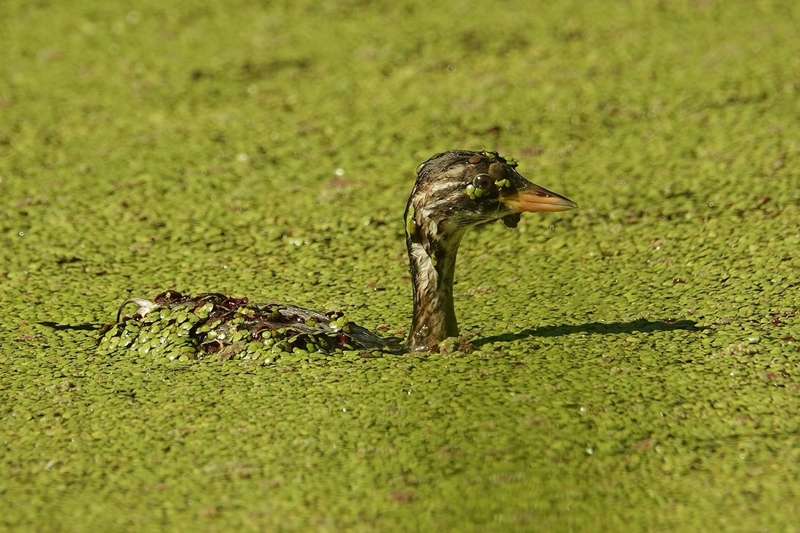 Zwergtaucher