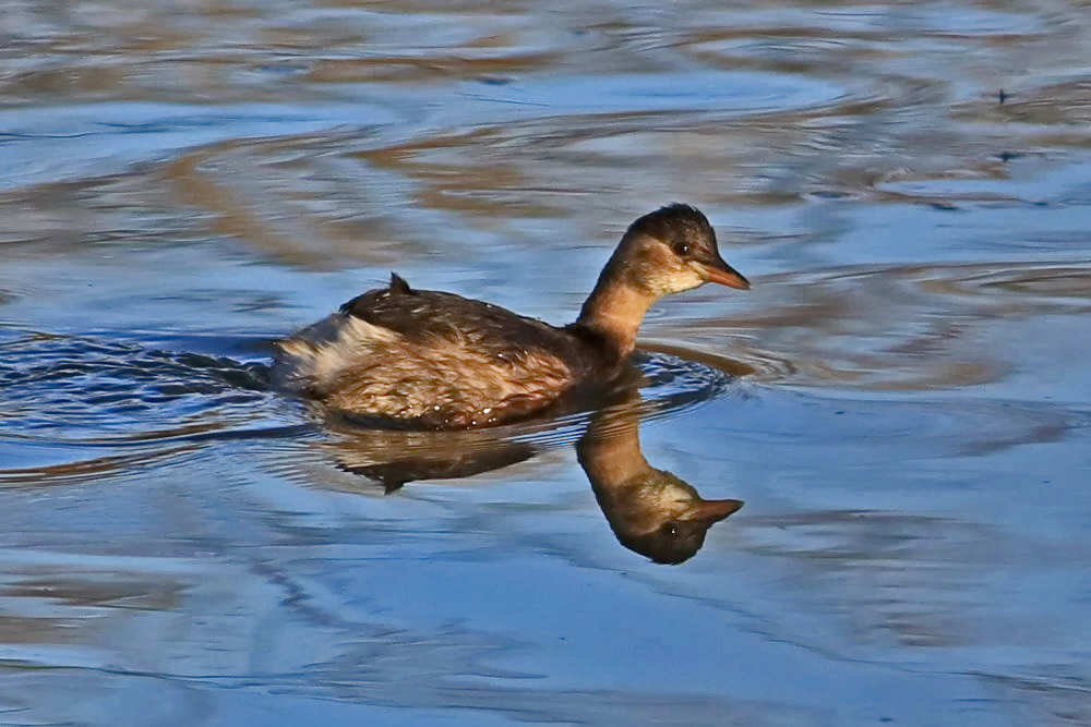 Zwergtaucher