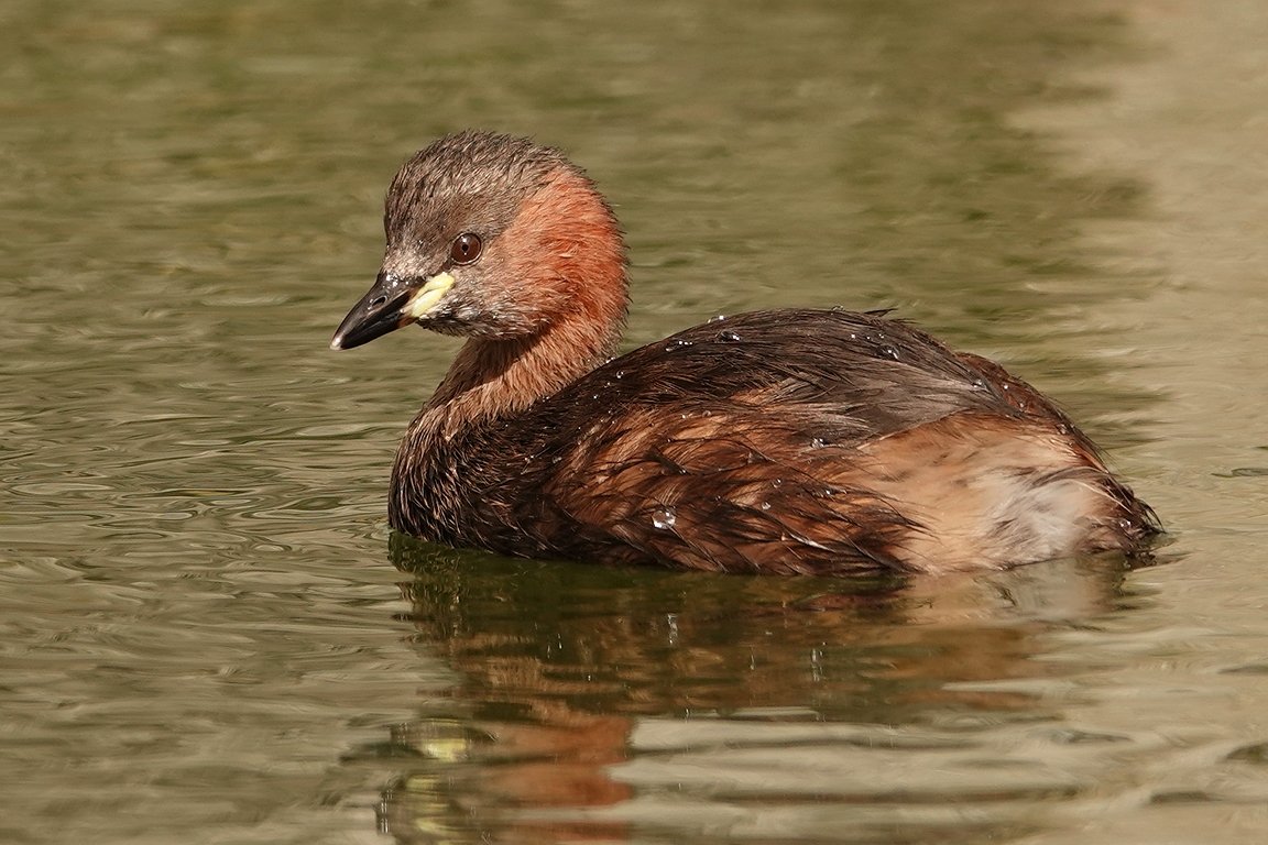 Zwergtaucher