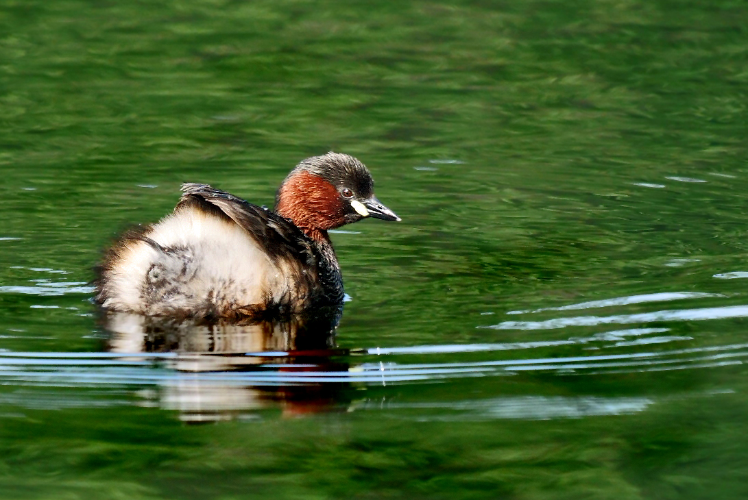 ZWERGTAUCHER