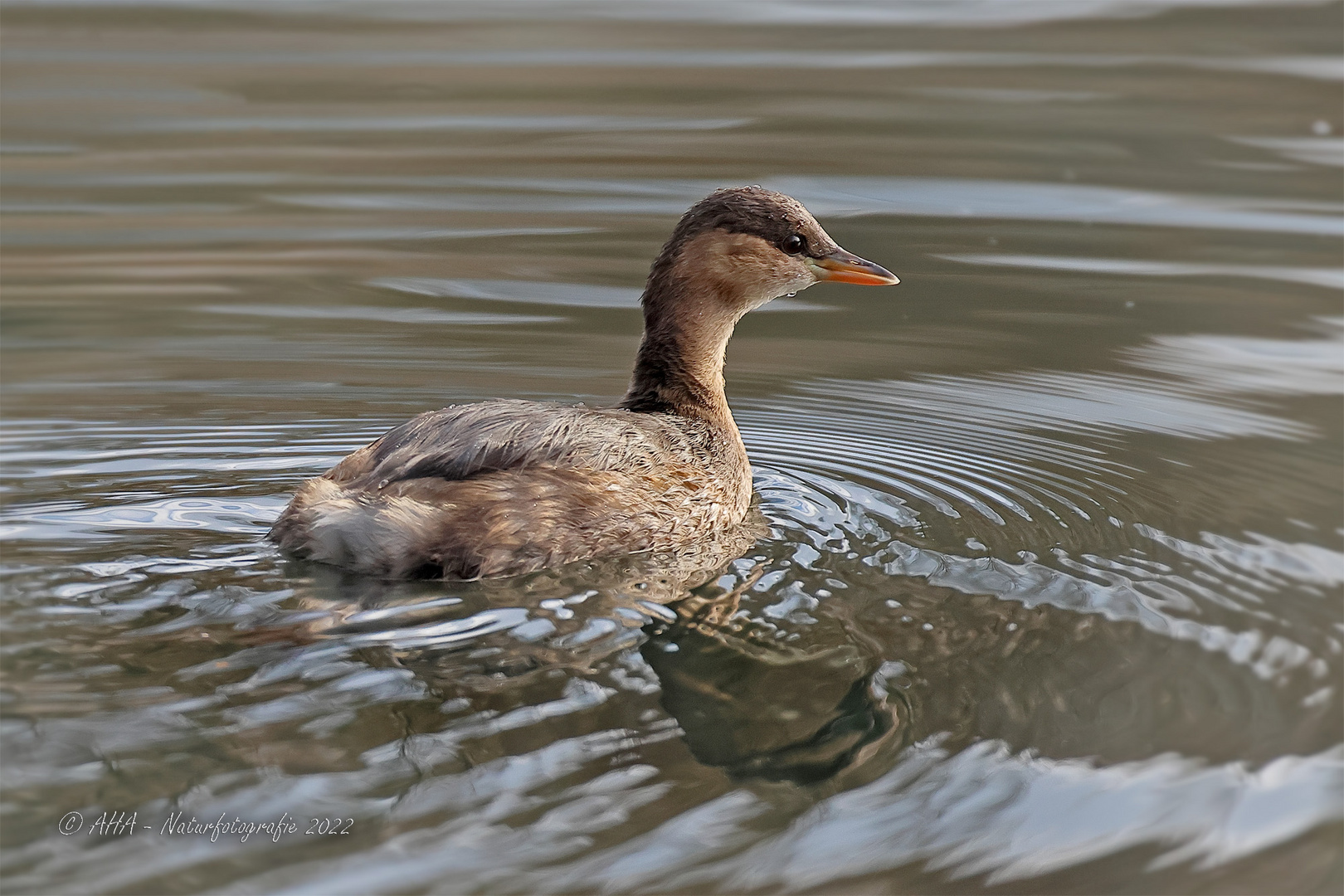 Zwergtaucher