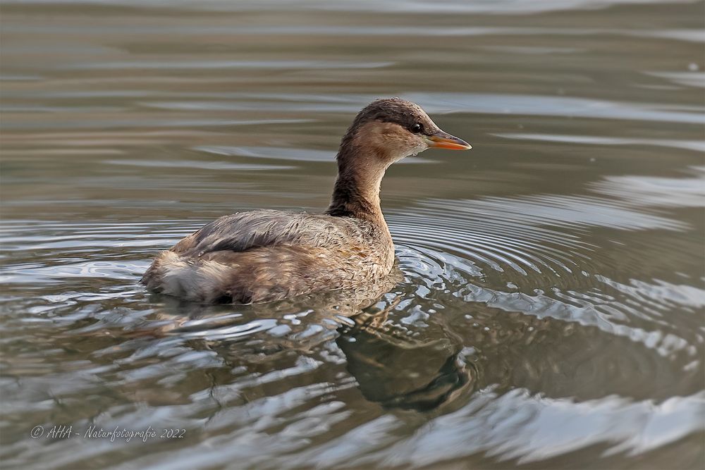 Zwergtaucher