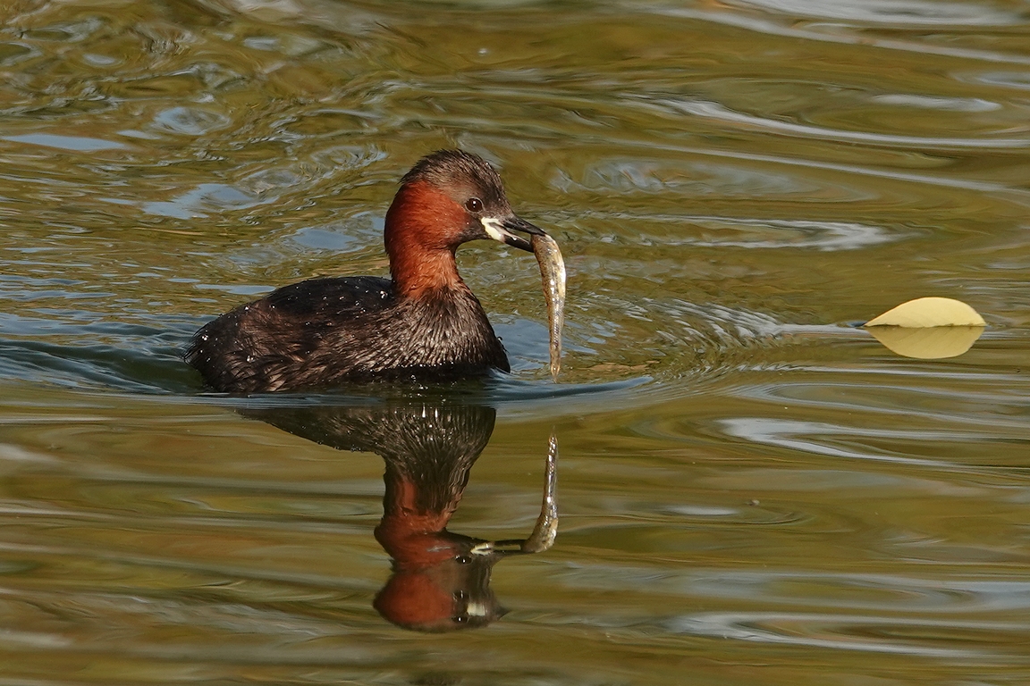 Zwergtaucher