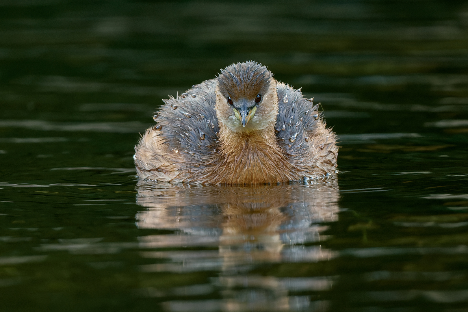 Zwergtaucher