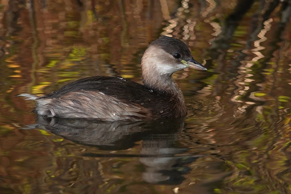 Zwergtaucher