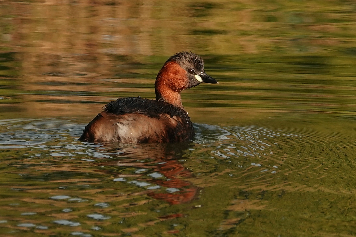 Zwergtaucher