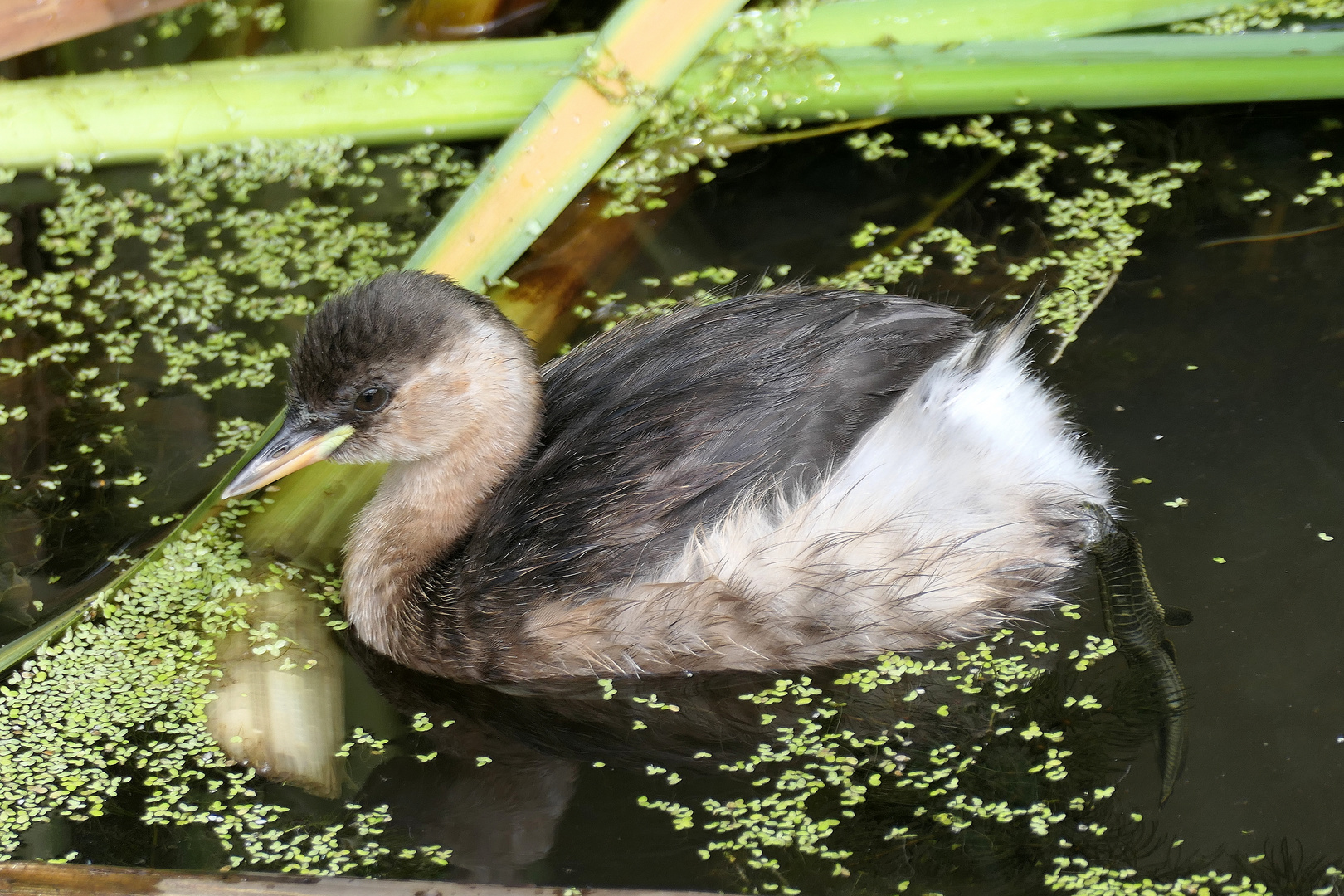 Zwergtaucher