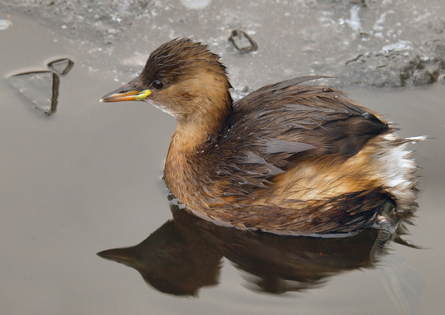 Zwergtaucher