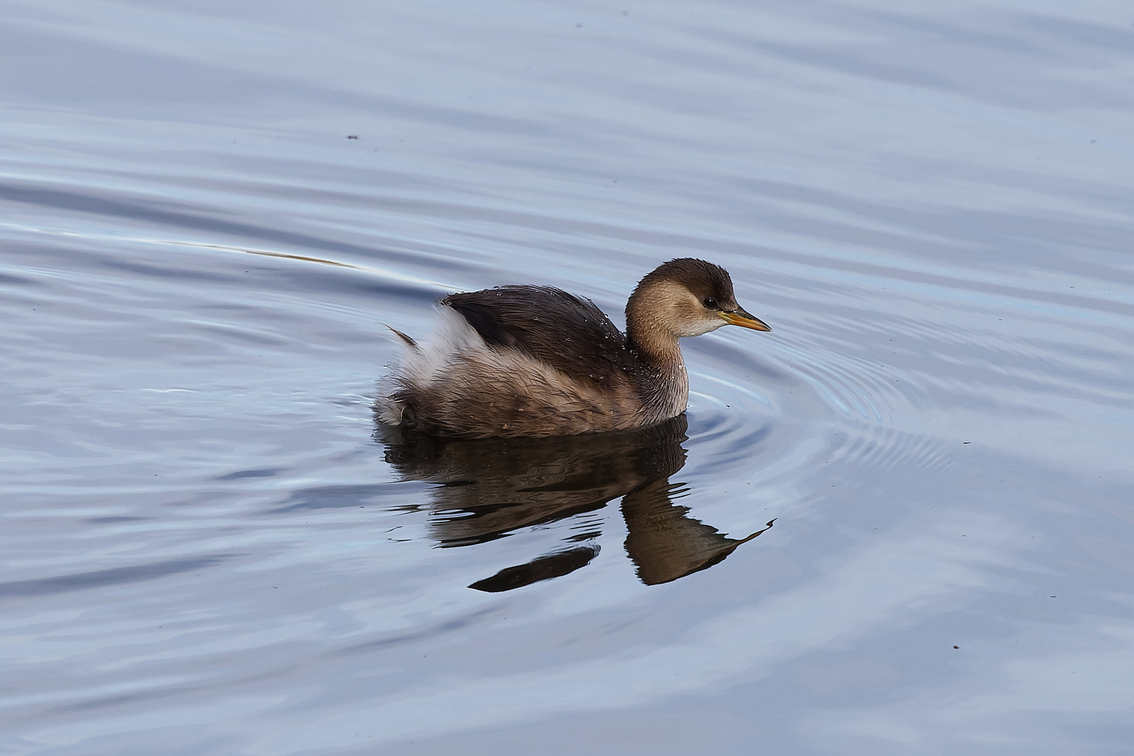 Zwergtaucher