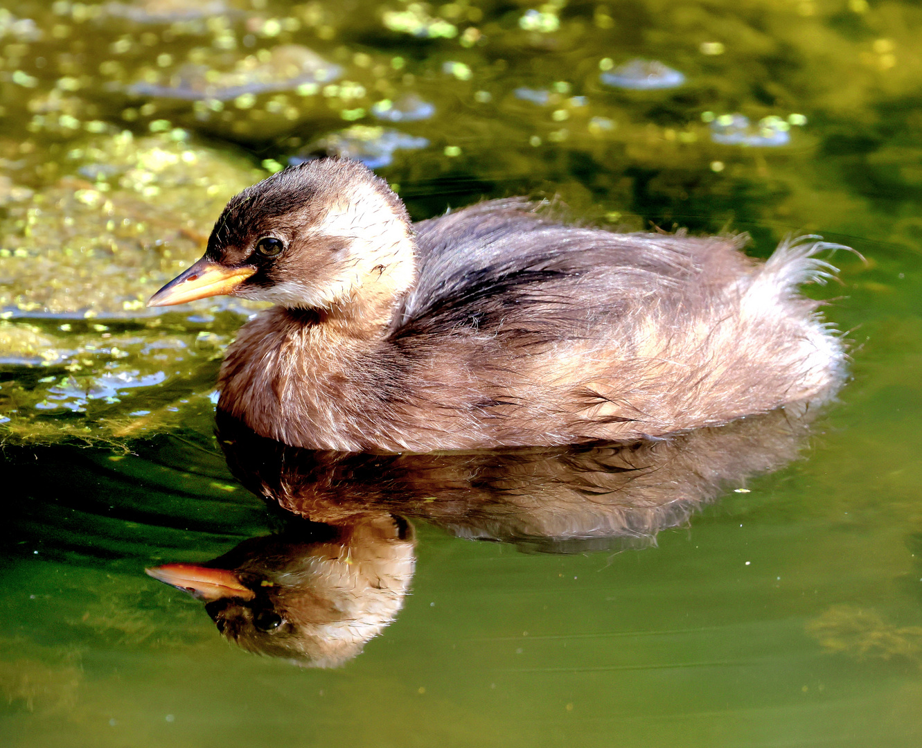 Zwergtaucher