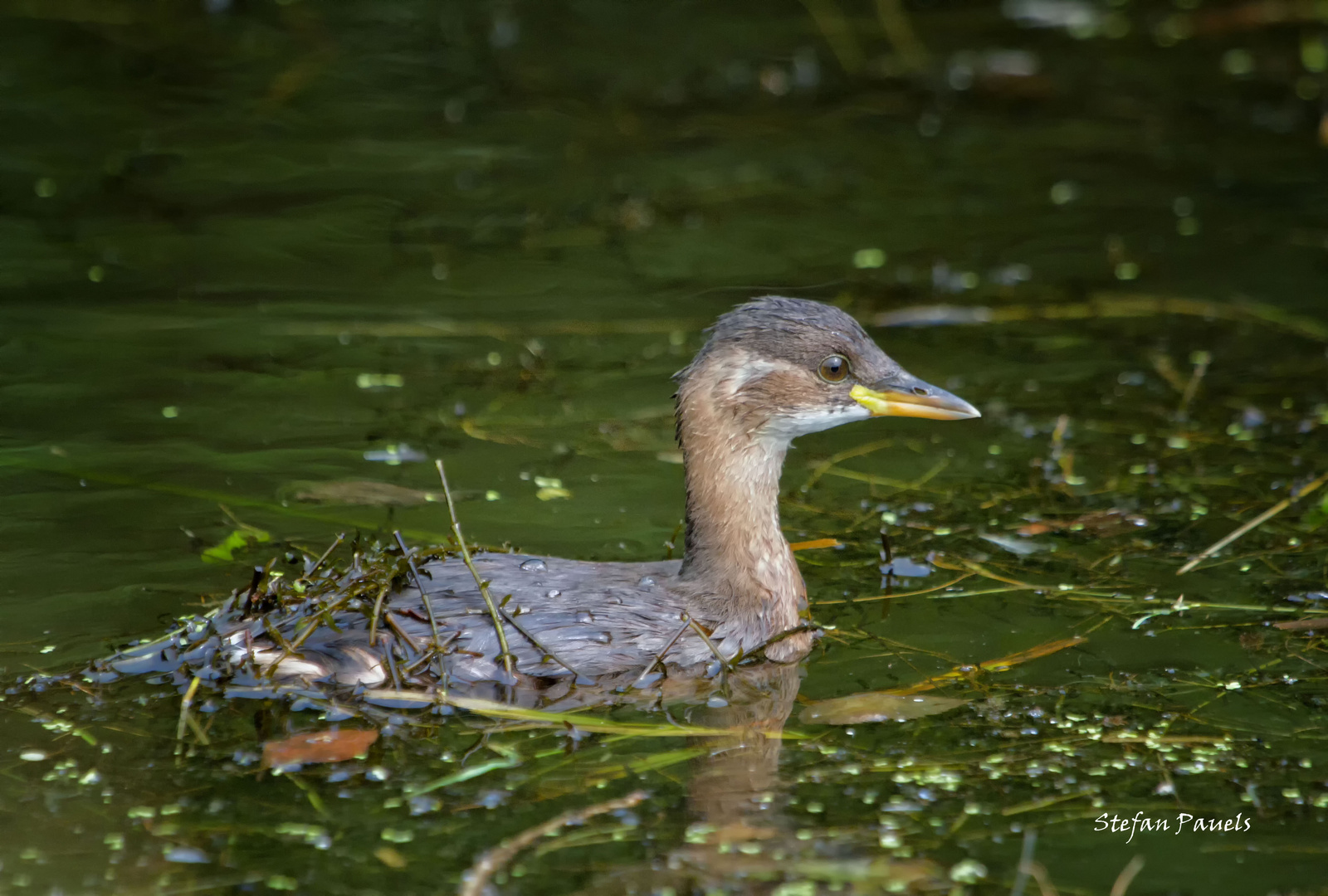 Zwergtaucher