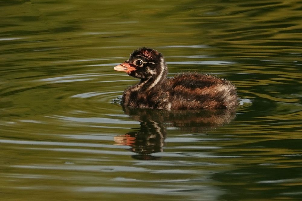 Zwergtaucher