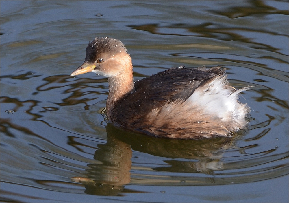 Zwergtaucher