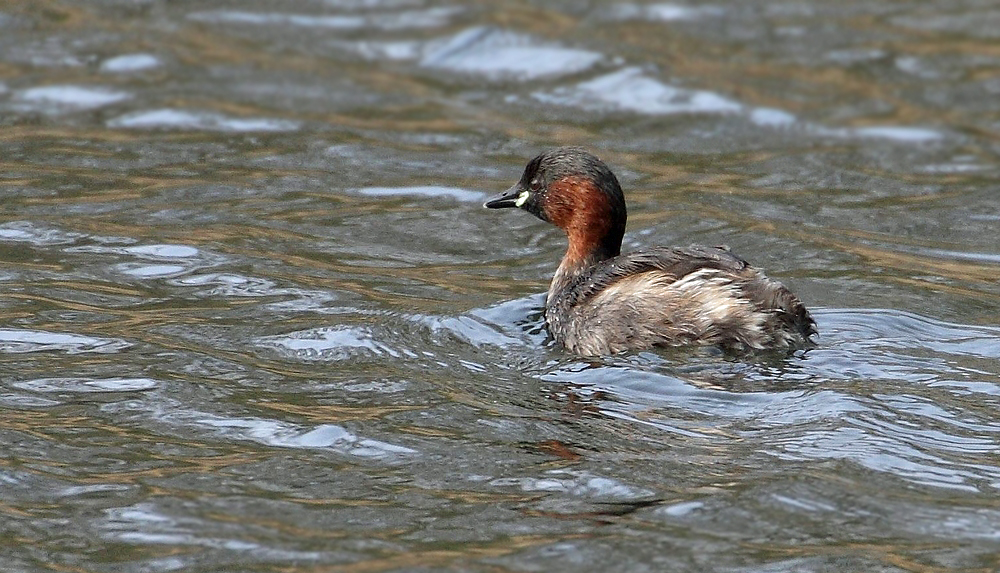 Zwergtaucher